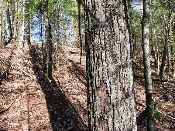 3rd image of +/-.544 Acre SALEM LAKE ROAD