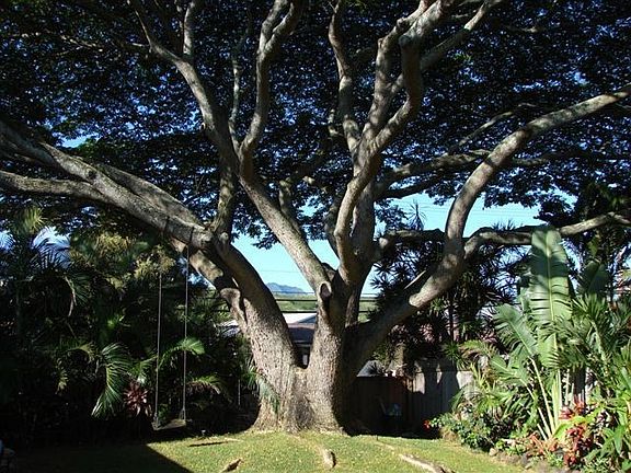 back yard