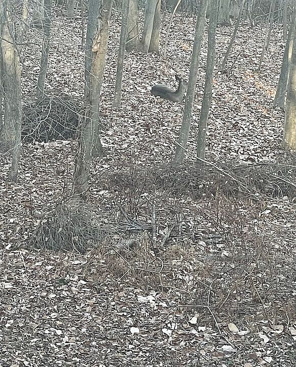 2nd image of 86 Hollow Woods Dr