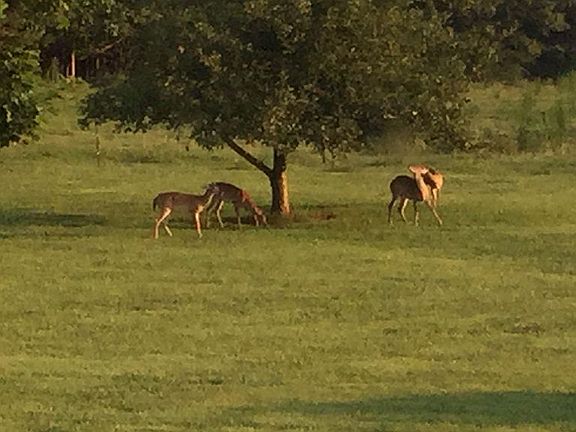 Back yard