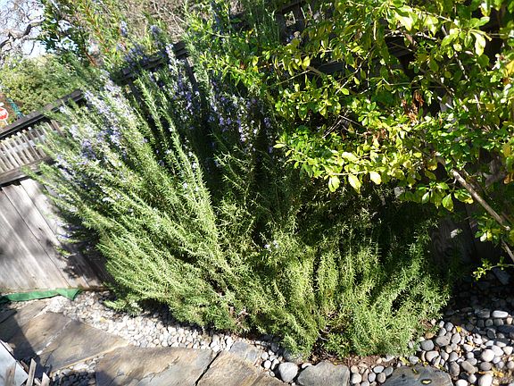 Drought Tolerant Plans