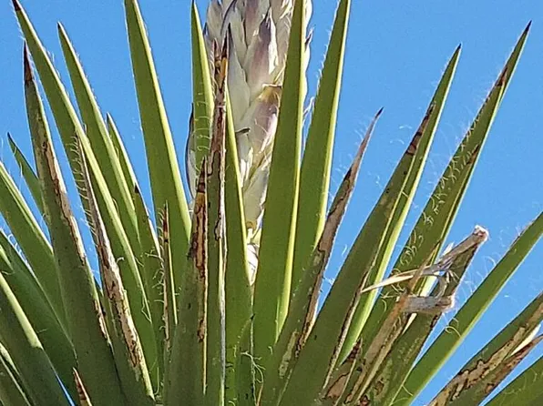 51550 Highway 118 S #69, Terlingua, TX 79852