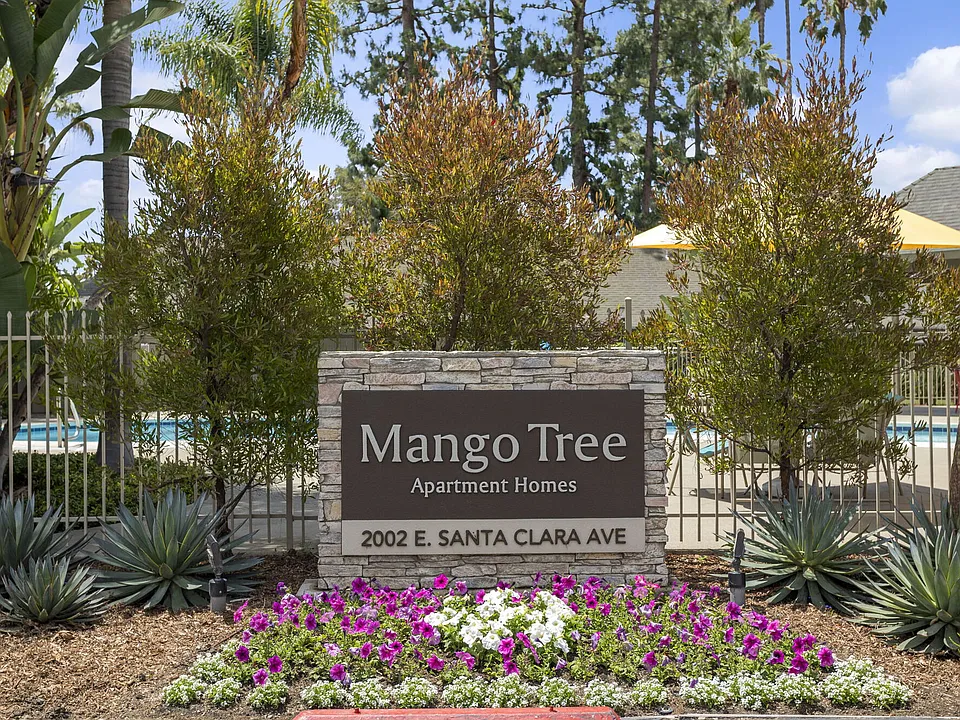 Mango Tree