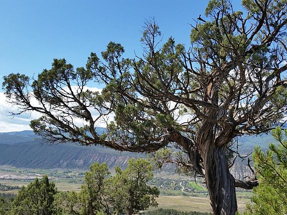 4th image of 0313 Cedar Cv