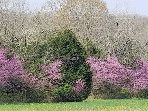 5th image of 69 Brushy Branch Cutt Off
