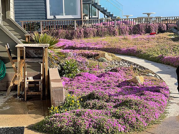 Beachfront patio off the living room in spring and summer with purple flowers in bloom