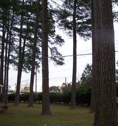 Wooded common areas behind townhomes