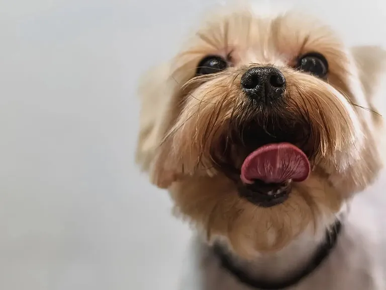 Adele Place is a pet friendly community!