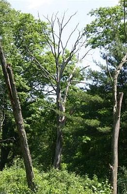 2nd image of 2 Dowgielewicz Dr
