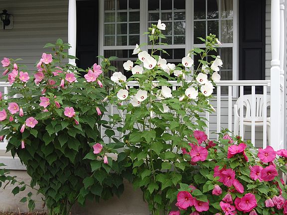 Perrenial flowers by front porch