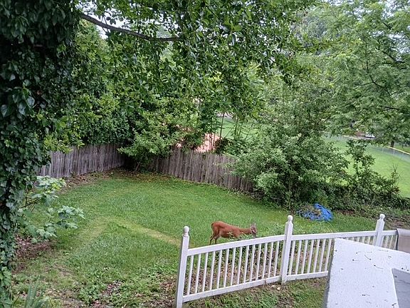 There may be some visitors in our yard from time to time :)