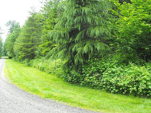 106 Primrose Lane, Cinebar, WA  98533