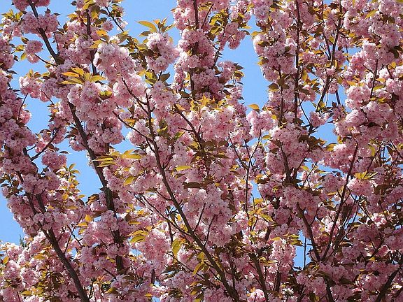 Spring Cherry Trees