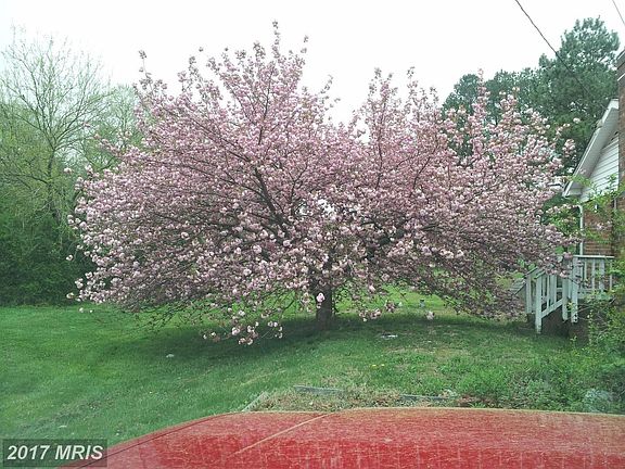 Beautiful Cherry Tree