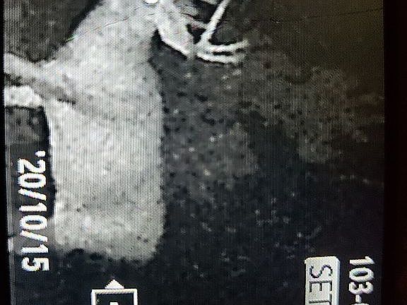 Every year-Big Bucks