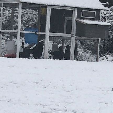 Chicken Coop