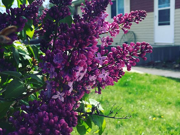 Lilac bushes