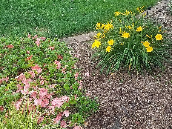 spring flowers in yard