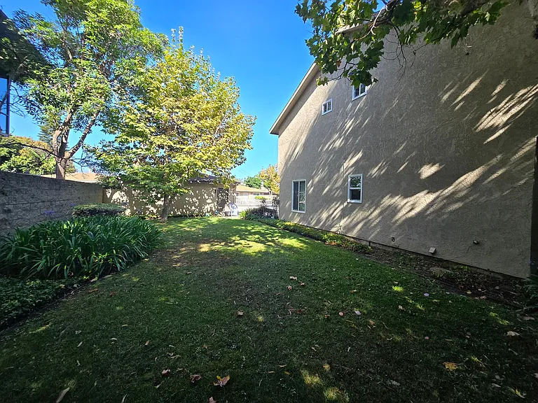 Avocado — Photo 18