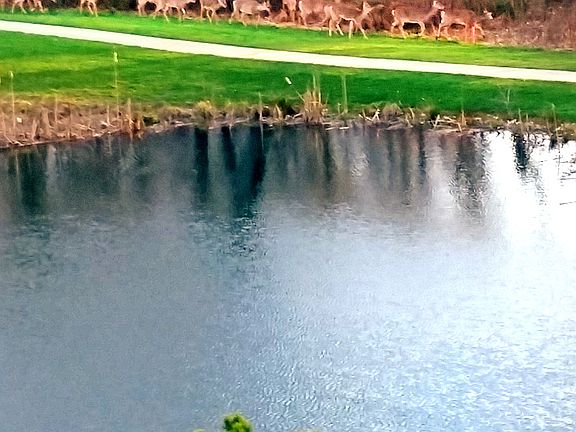 A herd of deer