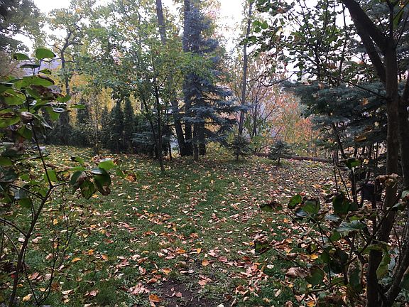 Backyard view