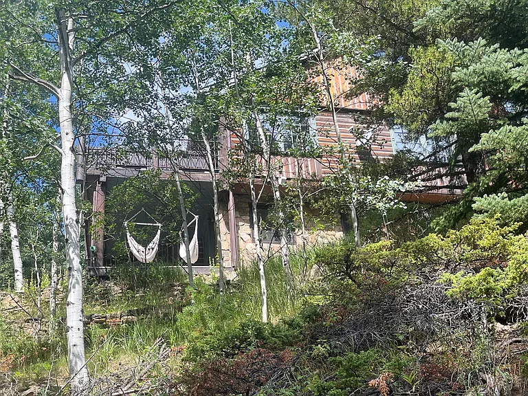 Lots of aspen
