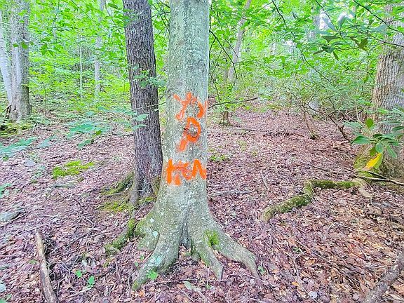 5th image of 0 Ginseng Way
