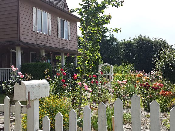 Picket fence yard and roses!