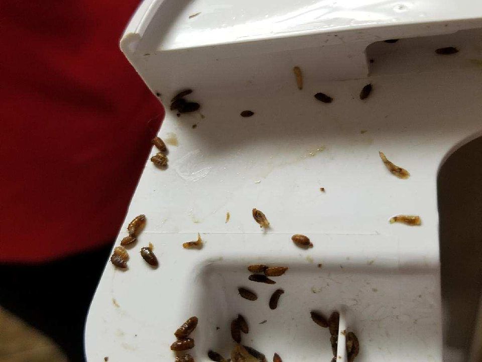 MAGGOTS found inside Refrig.