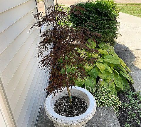 Side/Kitchen Entrance