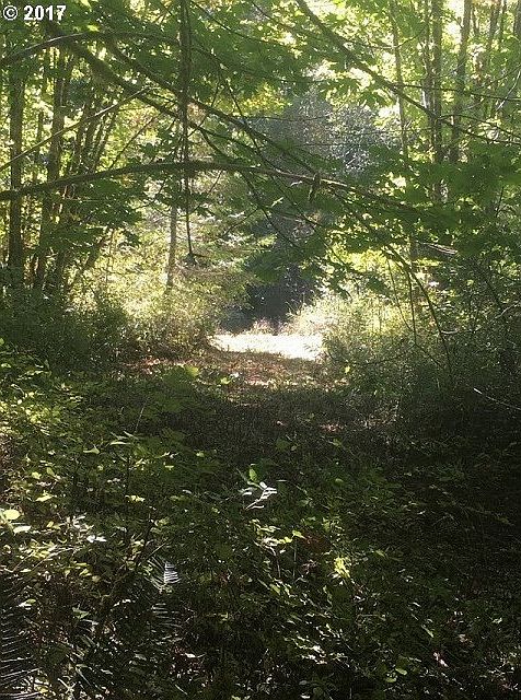 2nd image of Timber Rd