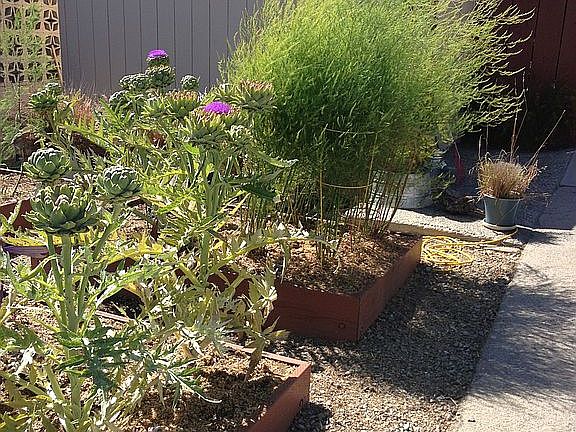 garden area