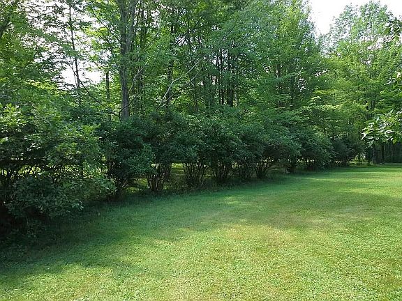 High Bush Blueberries