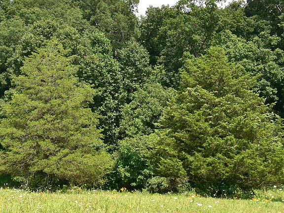 5th image of 4203 Moorman Rd