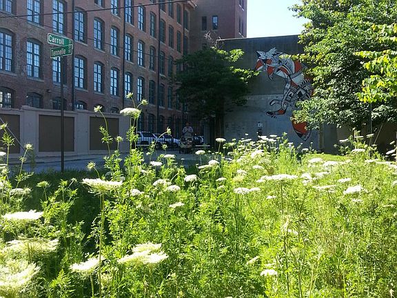 spring meadow with queen anne's lace