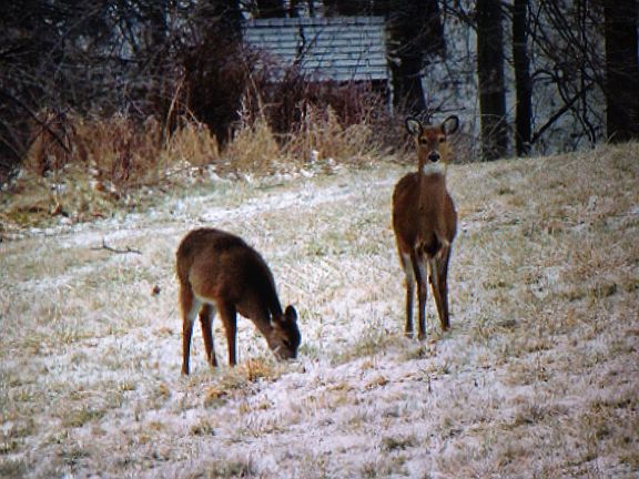 Wild life in front yard.