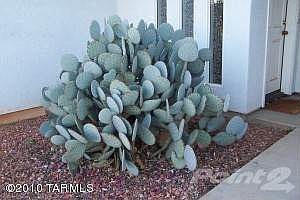 Cactus by front door