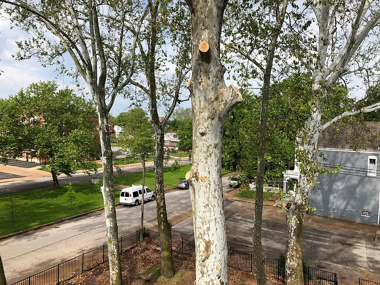 Giant Sycamore Trees! Neighbors say this is the start of the Park!