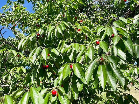 5th image of 532 Old Pollock Rd