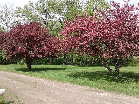 Flowering crab apples 