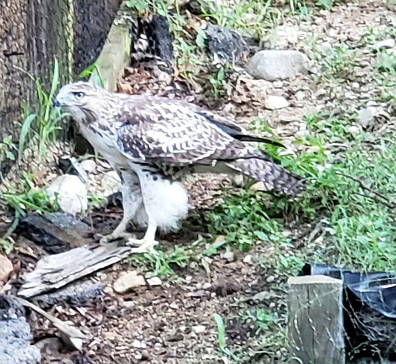 Aerial bio-security system i