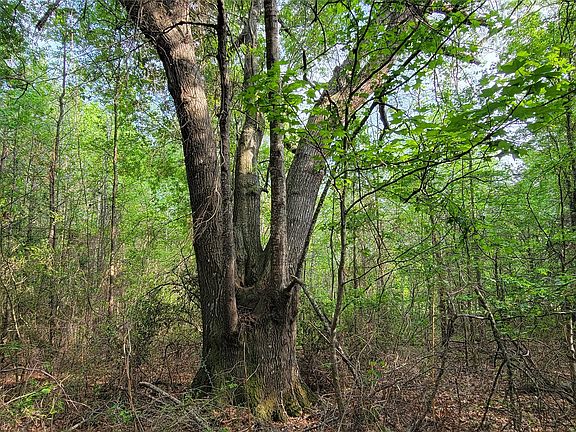 3rd image of 0 Jewell Gooch Rd