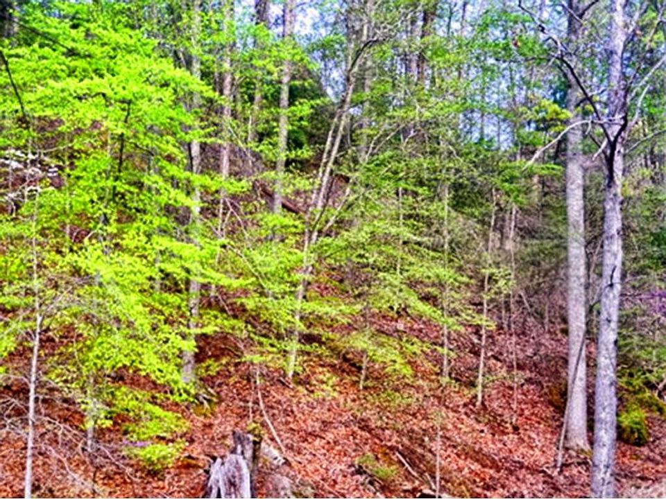 Tbd Copperhead Hollow Rd, Butler, TN 37640 Zillow