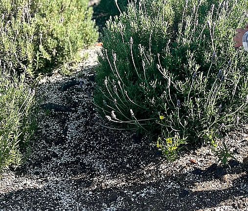 4th image of 92-9243 Tiki Ln