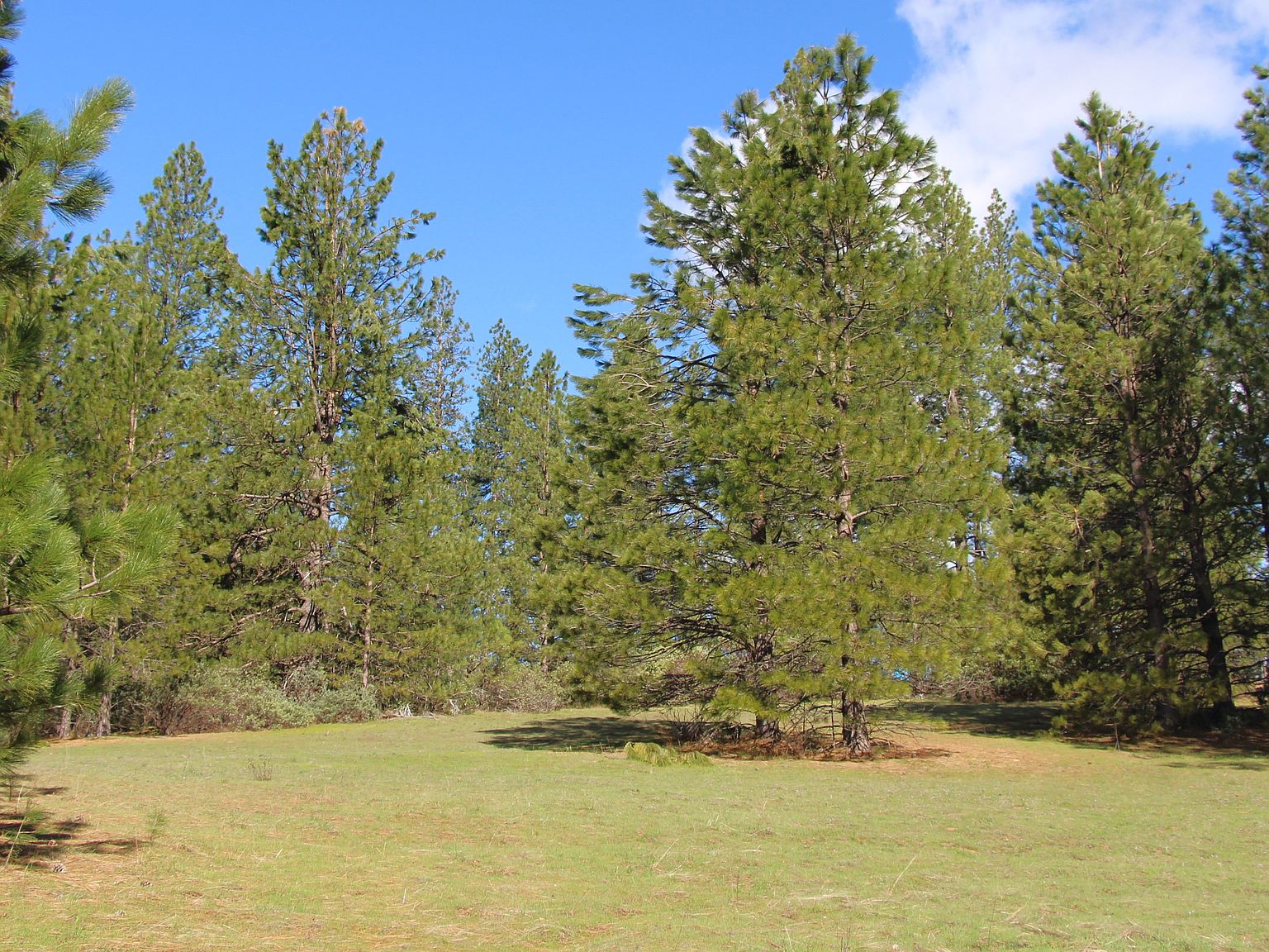 10276 Red Cloud Dr, Coulterville, CA 95311 MLS 11170401 Zillow