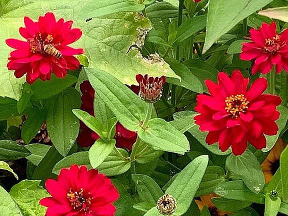 Lavish gardens
