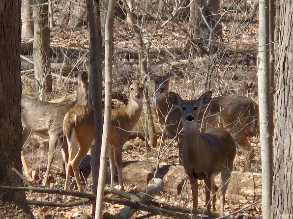 0 Timber Valley Dr, Kokomo, IN 46902