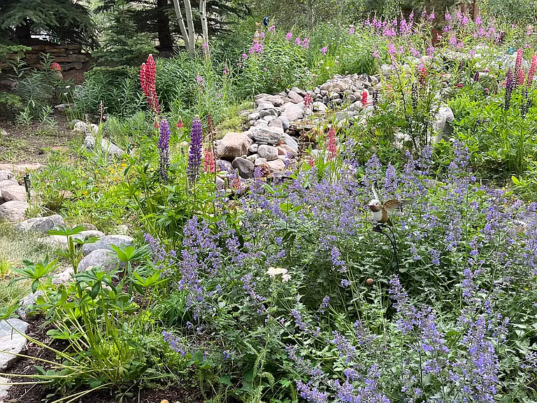 Sorry, more garden pictures from last summer