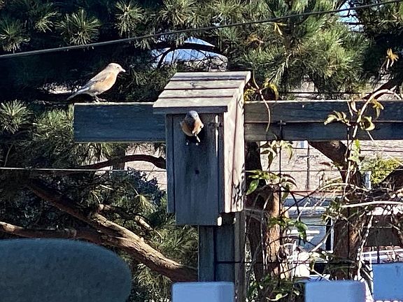 Western Bluebirds nesting 