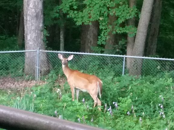 Morning visitor in the yard.
